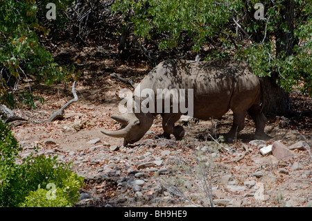 Black Rhino tracking in der Palmwag Konzession, Nord-West-Namibia. Stockfoto