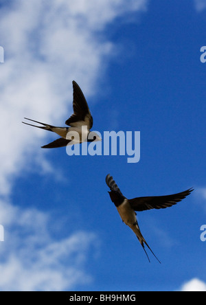 Zwei Schwalben im Flug Stockfoto