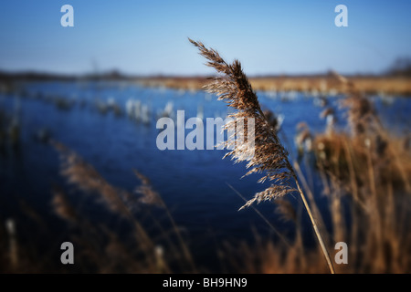 Nahaufnahme von Schilf im moor Stockfoto