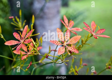 Orchideen wachsen wild auf die schöne Ile des Pins Ile des Pins in der Pacific-Territorium Neukaledonien in der Französisch Stockfoto