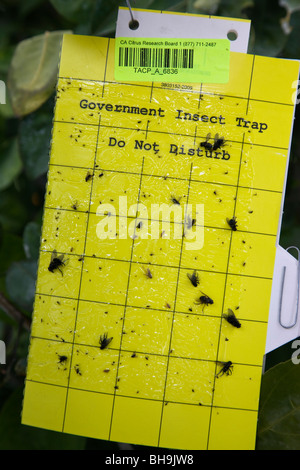 Insektenfalle (Regierung Insect Trap), Ast befestigt. Stockfoto