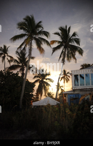 Mondlicht durch Palmen am Strand von Naples Florida USA Stockfoto