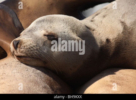 Kalifornische Seelöwe Nahaufnahme Gesicht Stockfoto