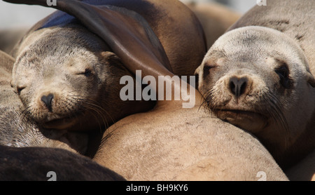 Kalifornische Seelöwe Nahaufnahme Gesicht Stockfoto