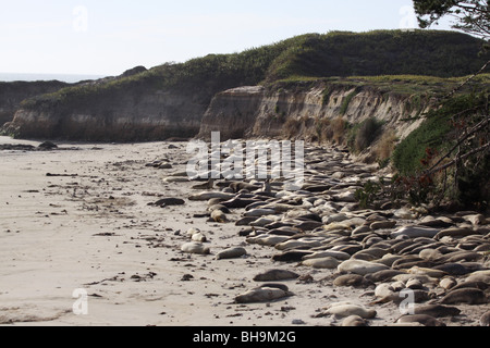 nördlichen See-Elefanten Año Nuevo State Park in Kalifornien Stockfoto