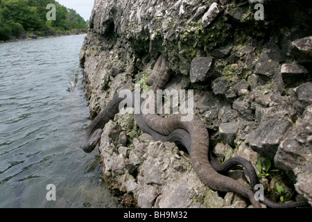 nördlichen Lake Erie Wasserschlange Kelly-Insel-ohio Stockfoto