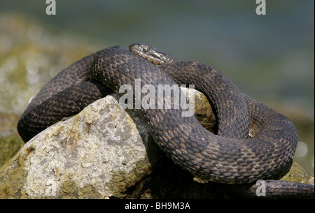 nördlichen Lake Erie Wasserschlange Kelly-Insel-ohio Stockfoto