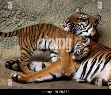 Malayischen Tiger Mutter lecken junge CIncinnati zoo Stockfoto