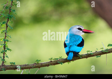 Woodland kingfisher Stockfoto