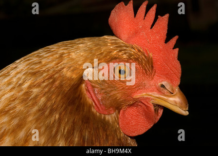 Huhn (Gallus Gallus Domesticus) Stockfoto