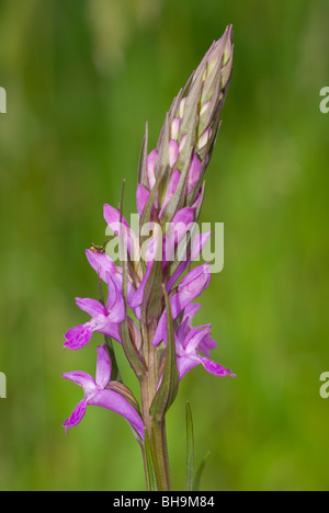 Robuste Knabenkraut (Dactylorhiza Elata) Stockfoto