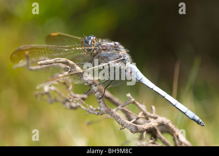 Gekielte Skimmer (Orthetrum Coerulescens) Stockfoto