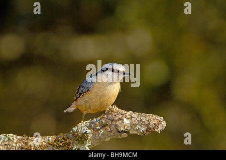 Eurasische Kleiber (Sitta Europaea), Andujar, Provinz Jaen, Andalusien, Spanien Stockfoto