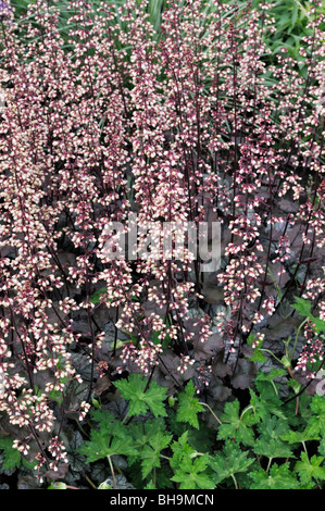 Fugendüse (alumroot Heuchera micrantha 'gina') Stockfoto