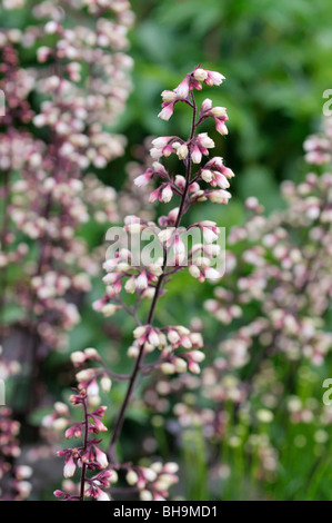 Fugendüse (alumroot Heuchera micrantha 'gina') Stockfoto