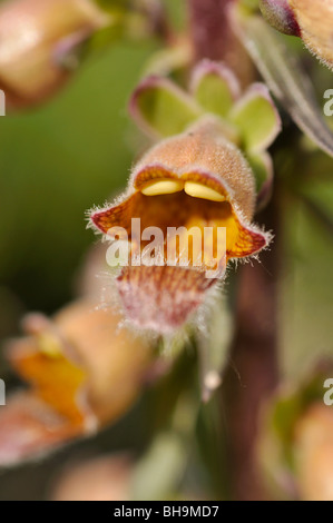 Rusty Fingerhut (Digitalis ferruginea) Stockfoto