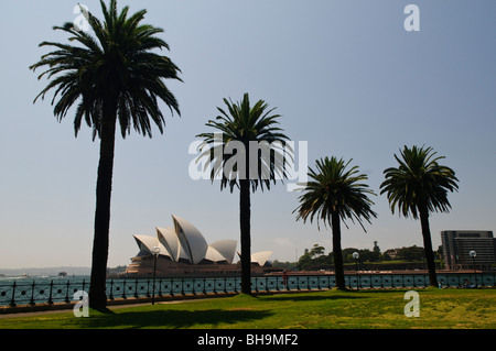 Sydney Opera House Palm Trees Dawes Point Park Sydney | SYDNEY, Australien – Canary Island Dattelpalmen säumen den Dawes Point Park und bilden den Rahmen des Sydney Opera House in Sydney Cove. Der Architekt Jørn Utzon hat die Dachschalen des Gebäudes aus einer einzigen fiktiven Kugel abgeleitet, eine Lösung, die mit Ove Arup & Partners entwickelt wurde, die es ermöglicht, die Gewölbe aus standardisierten Fertigrippen statt aus Tausenden individuell geformten Teilen zu bauen. Die subtile Mischung aus glänzend weißen und matten cremefarbenen Fliesen verleiht der Dachlinie ihren charakteristischen warmen, wechselnden Ton. Stockfoto