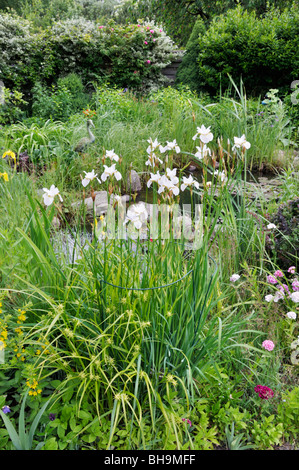 Sibirische Schwertlilie (Iris pumila "Hohe Warte") an einem Gartenteich. Design: Marianne und Detlef lüdke Stockfoto