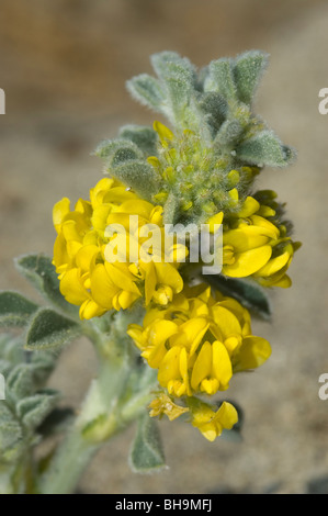 See Luzerne oder Meer Medick (Medicago Marina) blüht in Sanddünen. Stockfoto