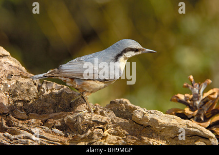 Eurasische Kleiber (Sitta Europaea), Andujar, Provinz Jaen, Andalusien, Spanien Stockfoto