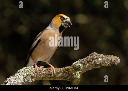 Kernbeißer (Coccothraustes Coccothraustes), Andujar, Provinz Jaen, Andalusien, Spanien Stockfoto