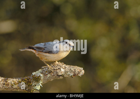 Eurasische Kleiber (Sitta Europaea), Andujar, Provinz Jaen, Andalusien, Spanien Stockfoto