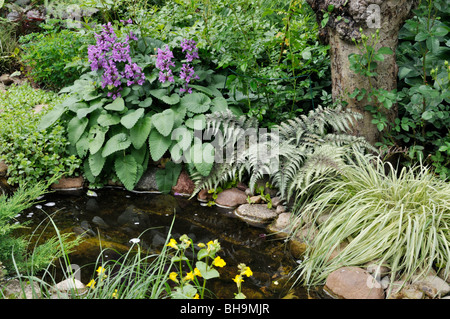 Big betony (Stachys macrantha), Japanisch bemalte Farn (Athyrium niponicum 'Metallicum') und Japanischen Wald Gras (Hakonechloa macra 'Aureola'). Stockfoto