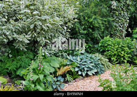 Tartarian Hartriegel (Cornus alba), gemeinsame Fingerhut (Digitalis purpurea) und Wegerich Lily (Hosta). Design: Marianne und Detlef lüdke Stockfoto