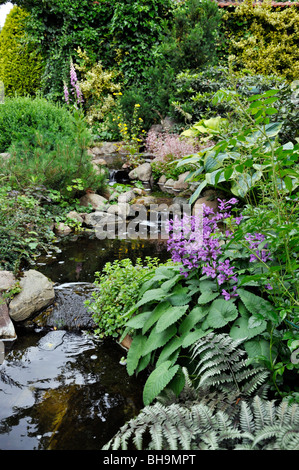 Big betony (stachys macrantha) Stockfoto