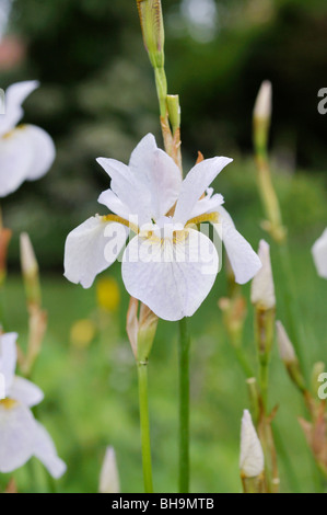 Sibirische Schwertlilie (Iris pumila "Hohe Warte") Stockfoto