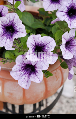 Petunie (Petunia) in eine Blume, Whirlpool Stockfoto