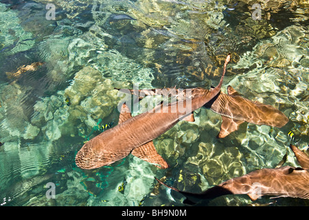 Ein Schwarm von schwarzen Spitze und graue Riffhaie Haie Uepi Island Resort in Marovo Lagune Uepi Island Salomonen Stockfoto