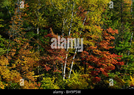 Morgenlicht und Herbst Farbe in der Nähe von Lincoln Woods Visitor Center im White Mountain National Forest Stockfoto