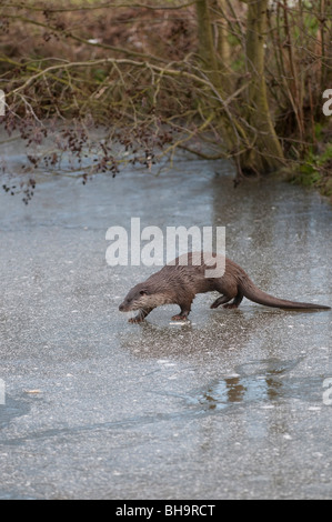 Otter zu Fuß auf zugefrorenen See Stockfoto