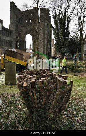 Abstriche Eibe Büsche in Kelso Friedhof Schottland im Februar zum Nachwachsen der nächsten 20-30 Jahre Kelso Abbey im Hintergrund zulassen Stockfoto