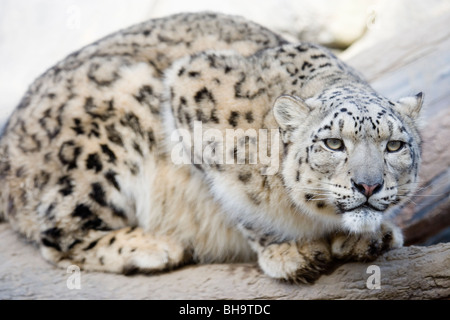 Schneeleopard (Uncia Uncia). Gebirge in Zentralasien. Stockfoto