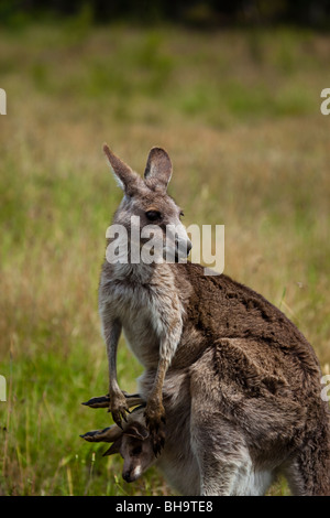 Östlichen Grey Kangaroo mit Joey in seinen Beutel, bei Tom Groggins, Mount Kosciuszko-Nationalpark Stockfoto