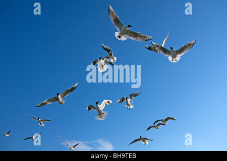 Herde von Lachmöwen (Larus Ridibundus) während des Fluges, Deutschland Stockfoto