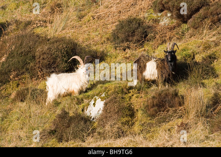 Wild, wilder, eingebürgerte Ziegen. Islay. Schottland. Stockfoto