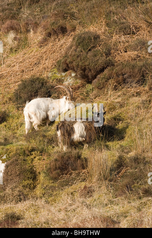 Wild, wilder, eingebürgerte Ziegen. Islay. Schottland. Stockfoto