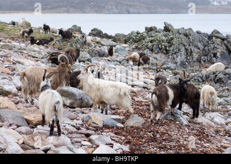 Wild, wilder, eingebürgerte Ziegen. Islay. Schottland. Stockfoto