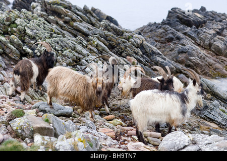 Wild, wilder, eingebürgerte Ziegen. Islay. Schottland. Stockfoto