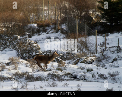 Roter Hirsch, Cervus Elaphus, Hinds in den schottischen Highlands. Stockfoto