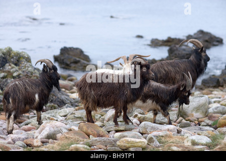 Wild, wilder, eingebürgerte Ziegen. Islay. Schottland. Stockfoto