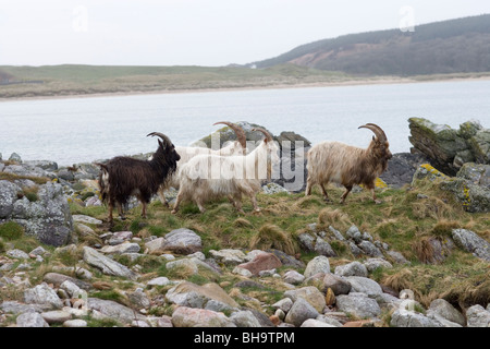 Wild, wilder, eingebürgerte Ziegen. Islay. Schottland. Stockfoto