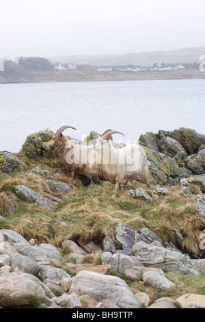 Wild, wilder, eingebürgerte Ziegen. Islay. Schottland. Stockfoto