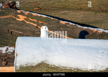 Hermelin / Hermelin (Mustela Erminea) im Wintermantel versteckt sich hinter Baumstämme im Schnee im Winter Stockfoto