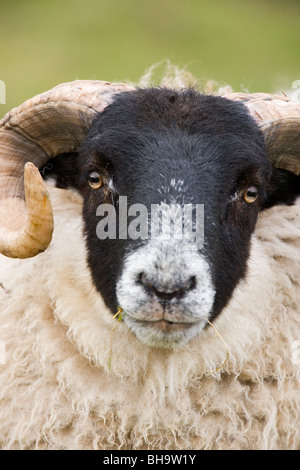 Schottische Black-faced Schaf. Ovis Aries. RAM oder männlich. Islay, Schottland. Stockfoto