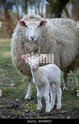 Weiße Hausschafe (Ovis Aries), Ewe und Lamm Porträt, Deutschland Stockfoto