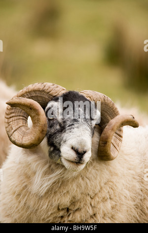 RAM. Schottische Black-faced Schaf. Ovis Aries. Islay, Schottland. Stockfoto